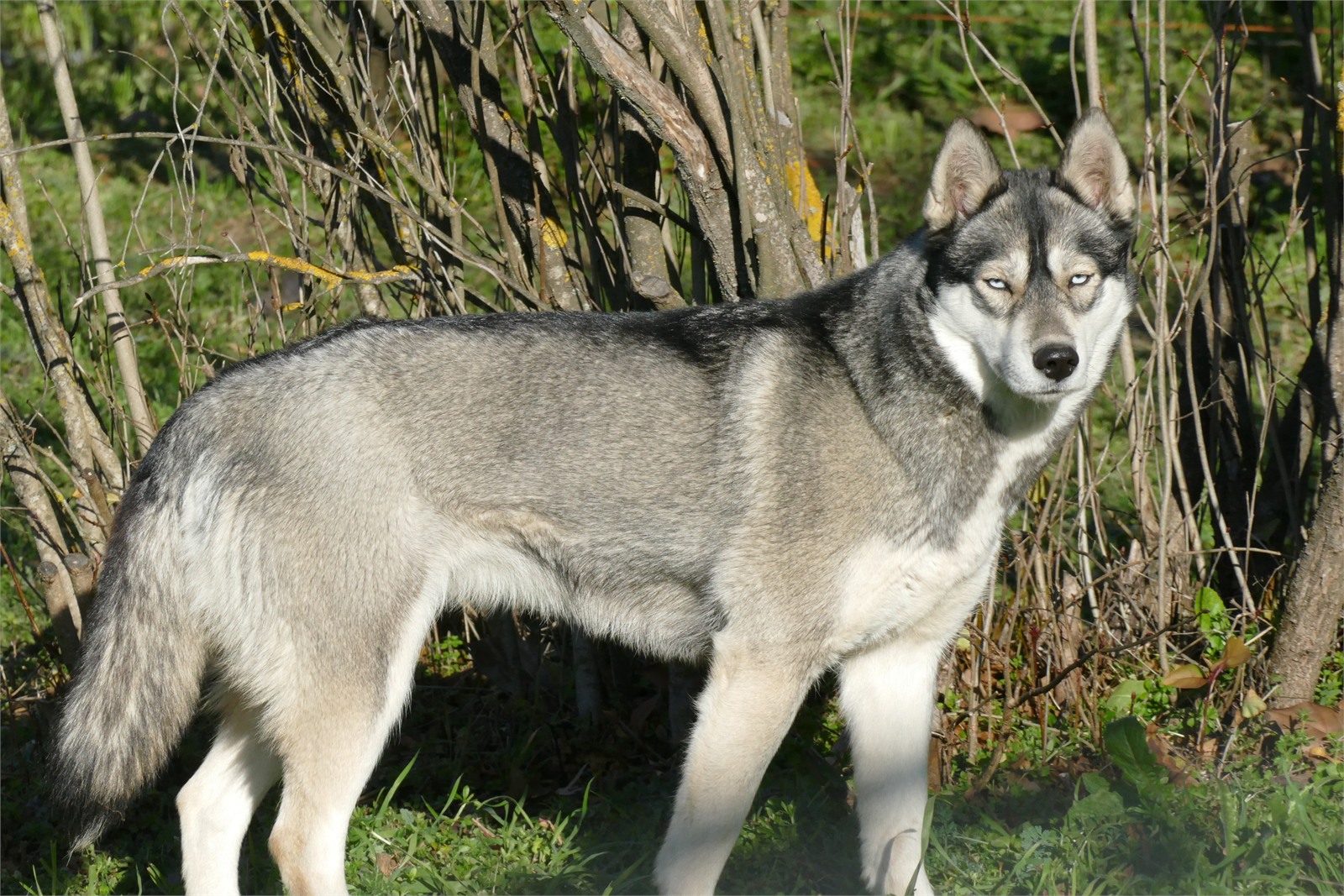 Osiris, femelle husky sibérien debout près des arbres
