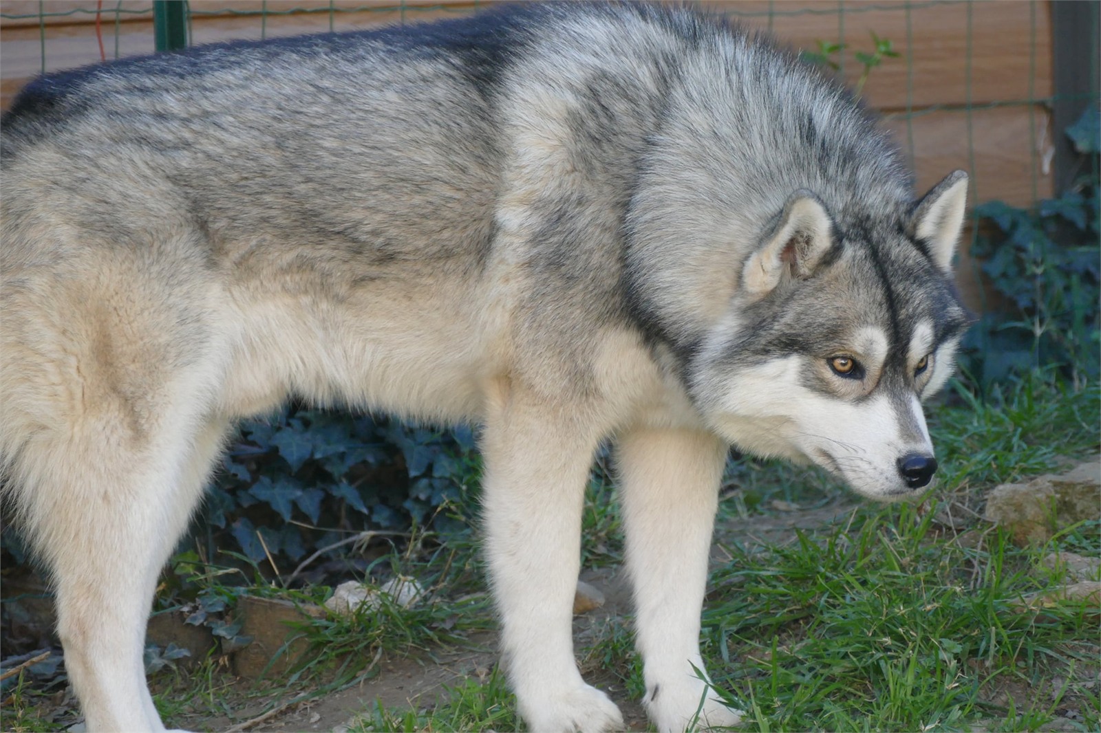 Poséidon, husky sibérien à la robe gris agouti et aux yeux marron