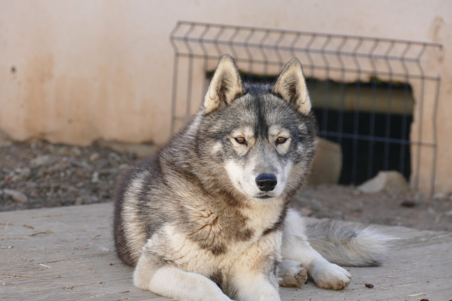 Thémis, femelle husky sibérien allongée à l’extérieur