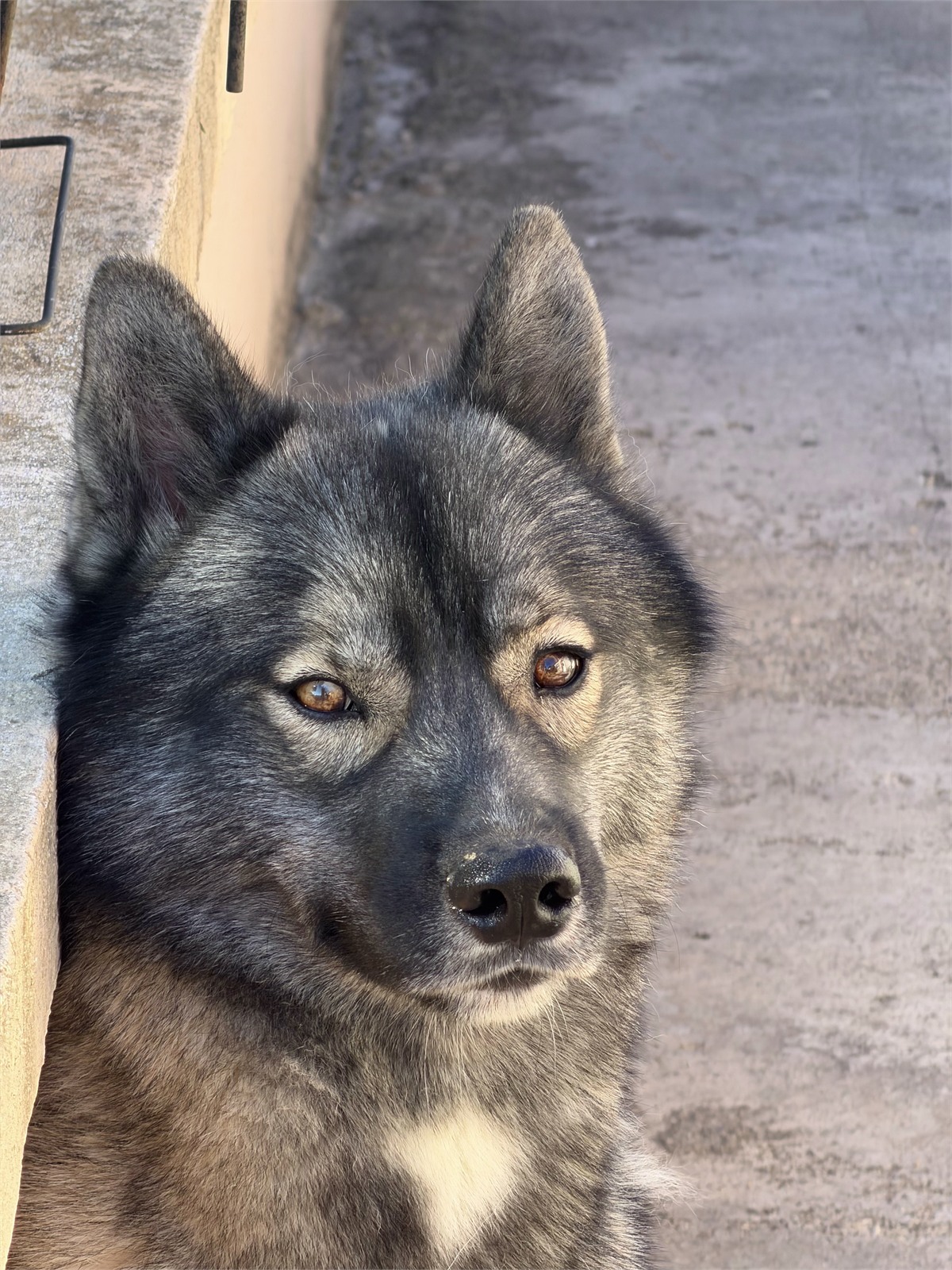 Vind, husky sibérien de l’élevage The Wolf of Fenrir