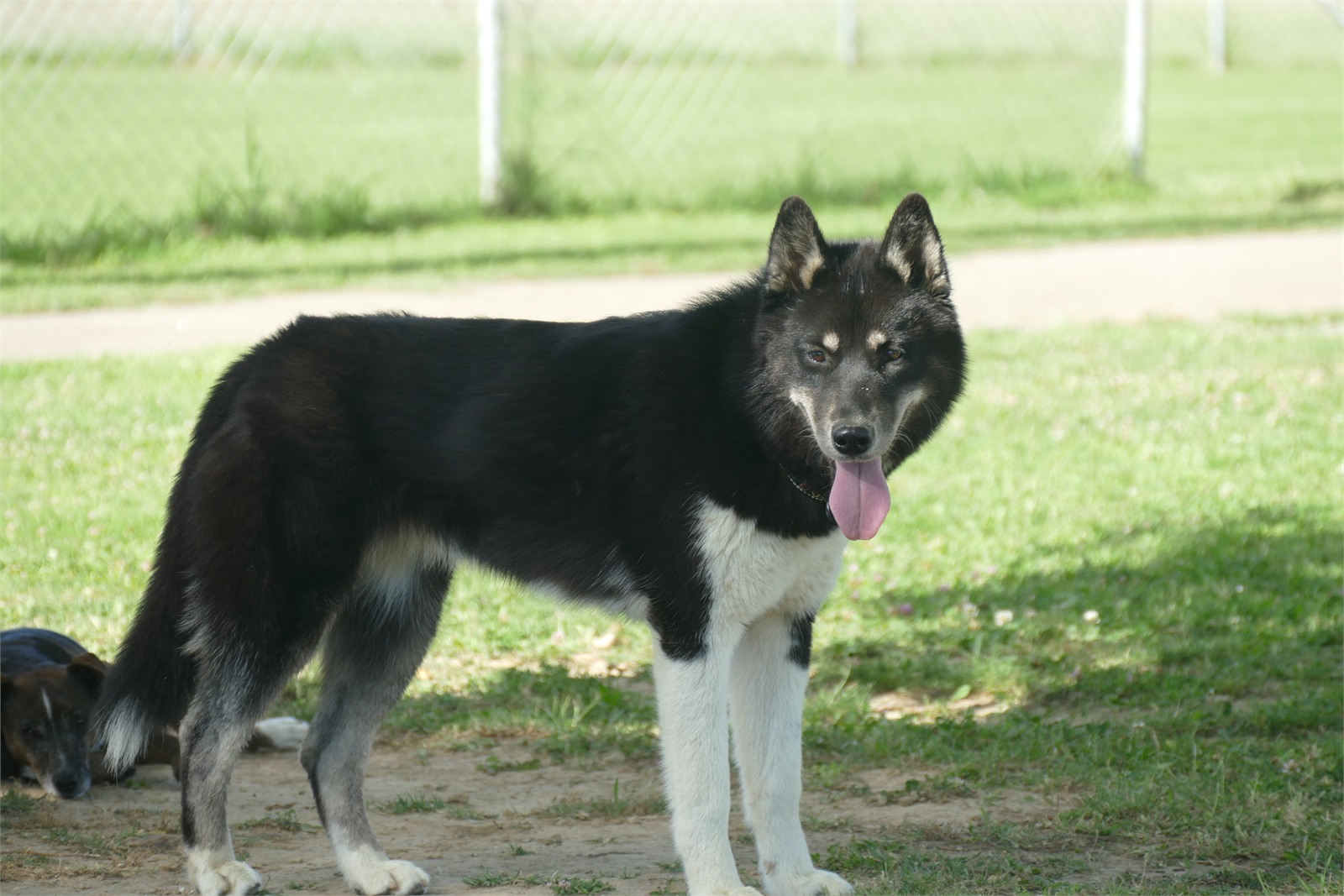 Widia, femelle husky sibérien debout dans l’herbe